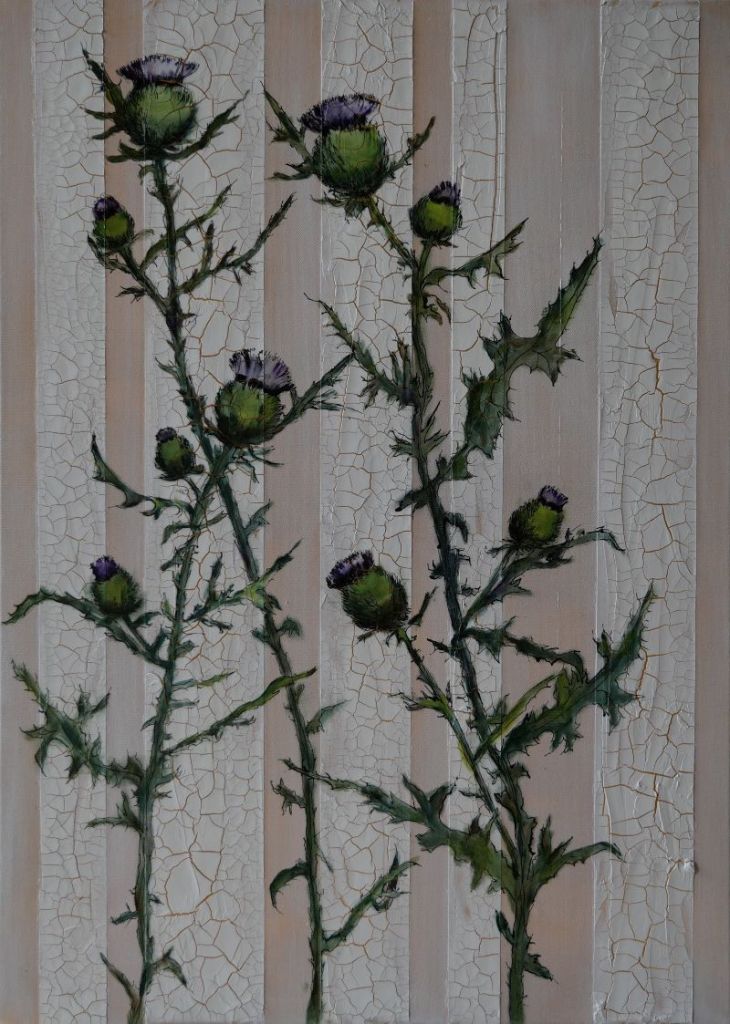 bull thistle mking of 4 fin r dim